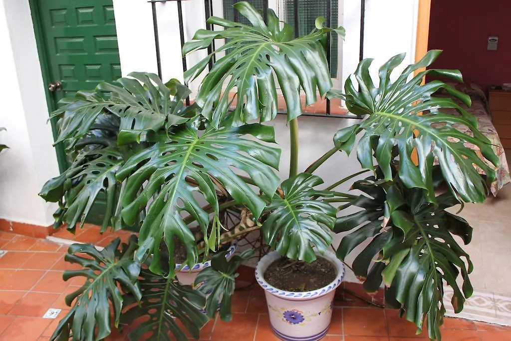 Hostal El Patio 알하우린데라토레 게스트하우스
